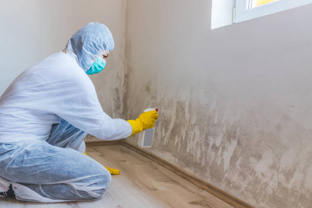 Licensed Crawl Space Mold Removal service in Kent City, MI - WQB Mold Removal